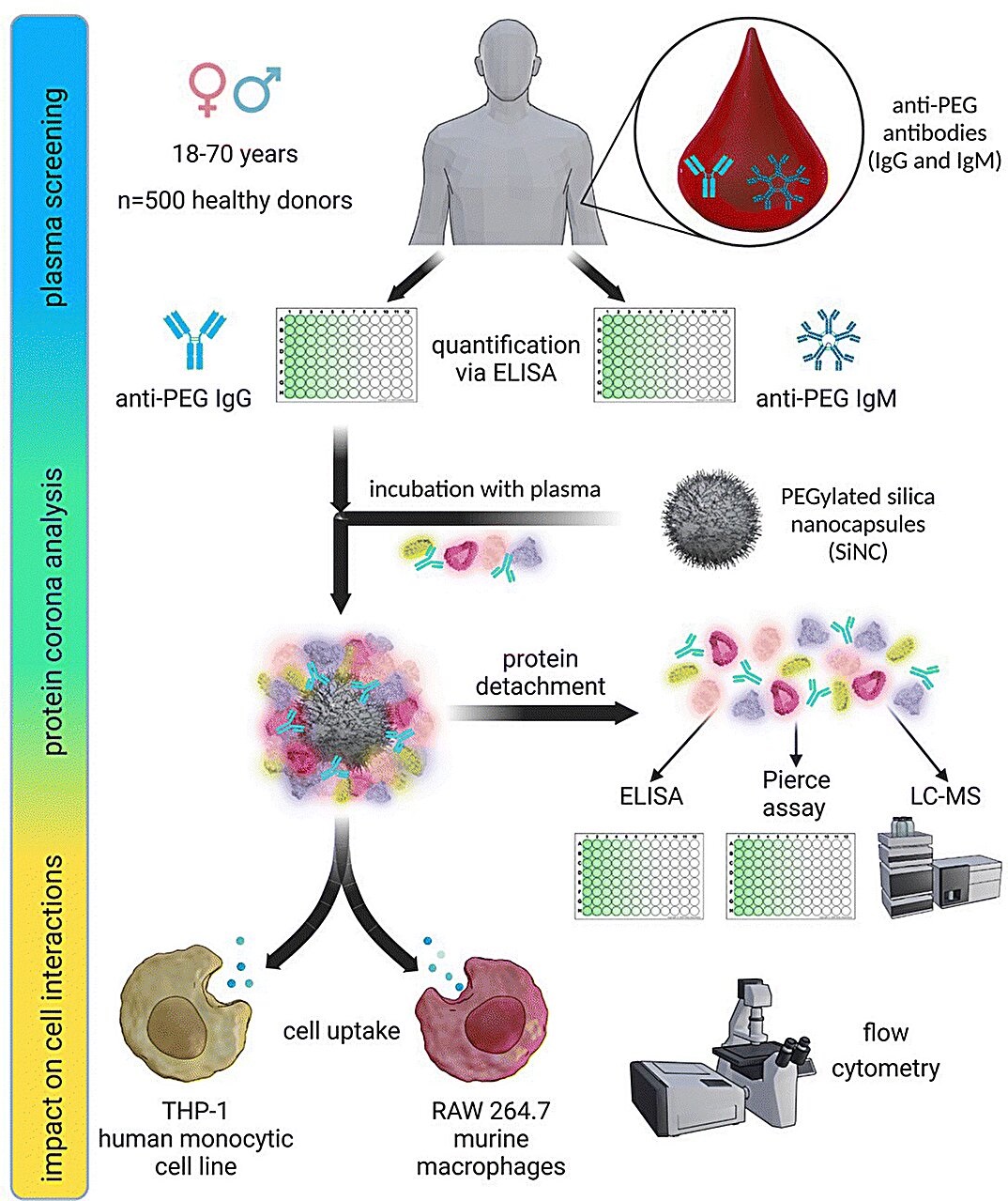 Pátrání po protilátkách. Kredit: Deuker et al.(2023), Nanoscale Horizons.