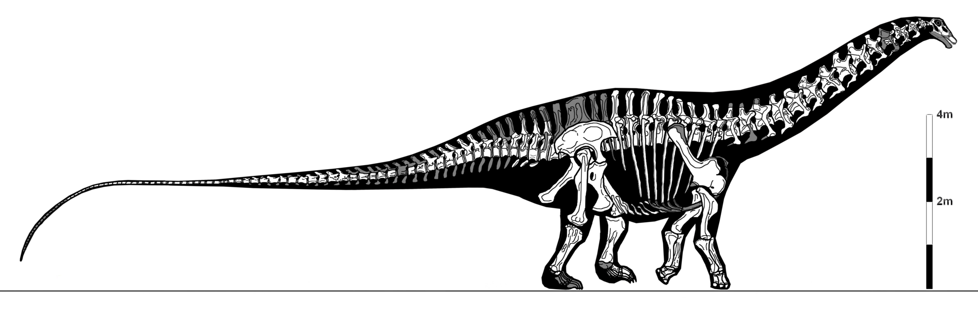 Apatosaurus byl velmi robustní diplodokidní sauropod, u kterého se počet ocasních obratlů vyšplhal až k enormnímu číslu 82. Není jisté, jak velcí byli staří a odrostlí zástupci tohoto rodu, je ale pravděpodobné, že mohli být dlouzí až kolem 30 metrů 