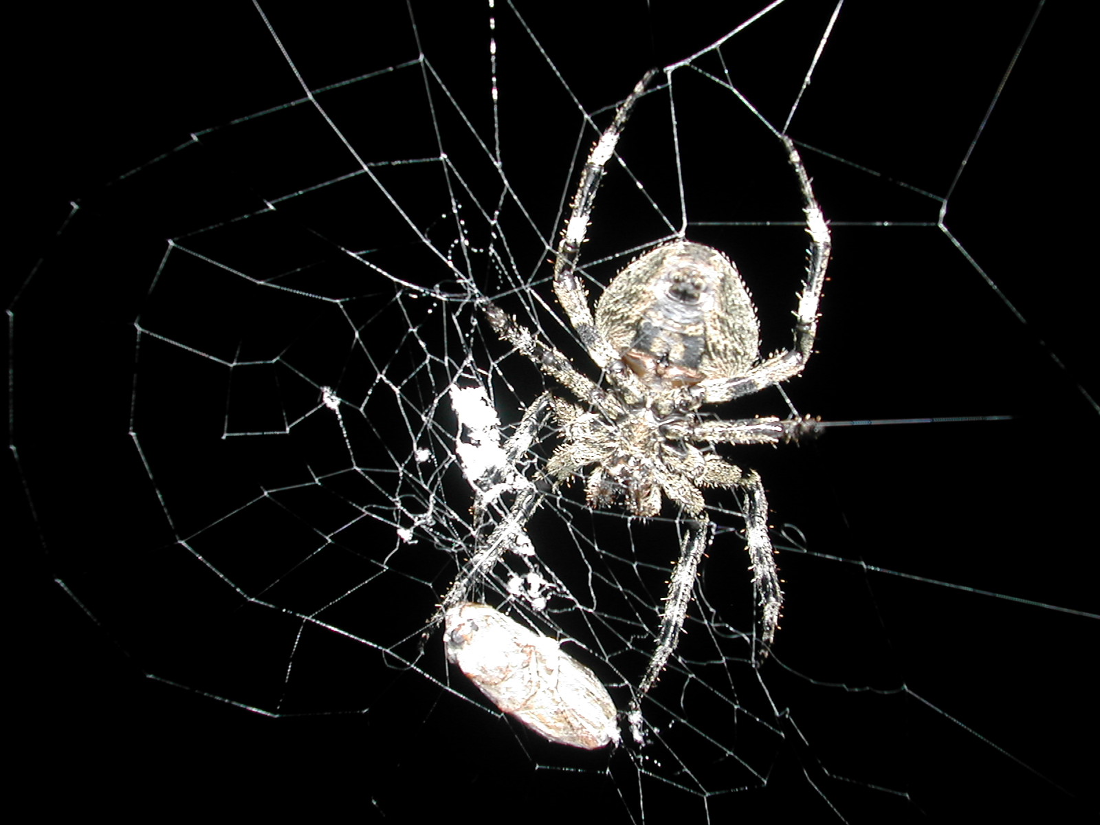 Araneus ventricosus. Kromě zneužívání světlušek oplývá ještě schopností tvořit vlákno, které je ze všech pavoučích vláken nejelastičtější. Kredit: Imuzak, Wikipedia, volné dílo.