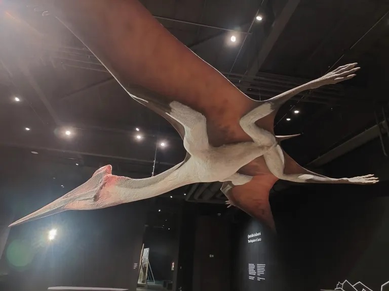 Model obřího ptakoještěra druhu Quetzalcoatlus northropi v životní velikosti. Rozpětí křídel tohoto obřího letce dosahovalo až kolem 11 metrů a hmotnost se mohla pohybovat až kolem 250 kilogramů. Kredit: Vlastní snímek autora, expozice Dinosauria Mus