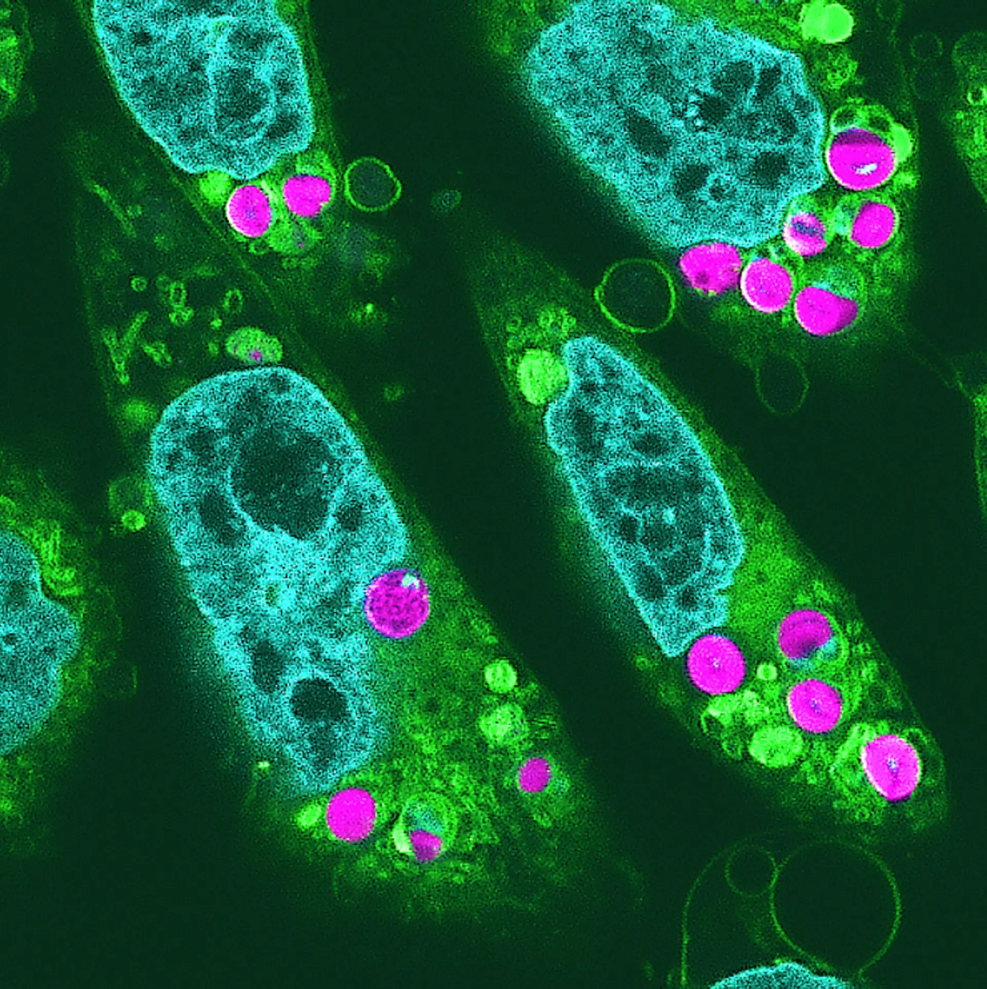 Fotosyntetický křeček. Fluorescenční mikroskopický snímek živočišných buněk s vloženými chloroplasty (purpurová).  Kredit: Aoki et al. (2024), PJA Series B.