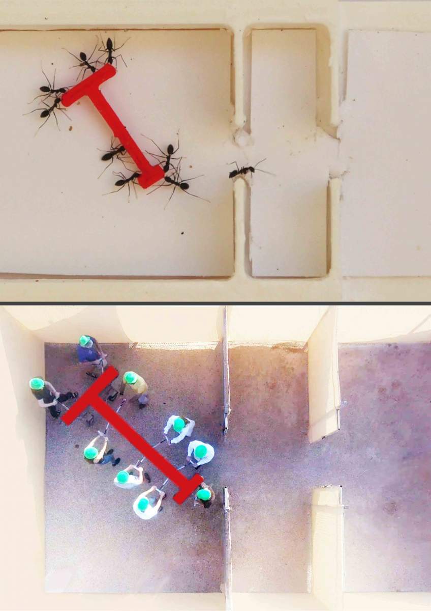 Mravenci vs lidé. Kredit: Weizmann Institute of Science.