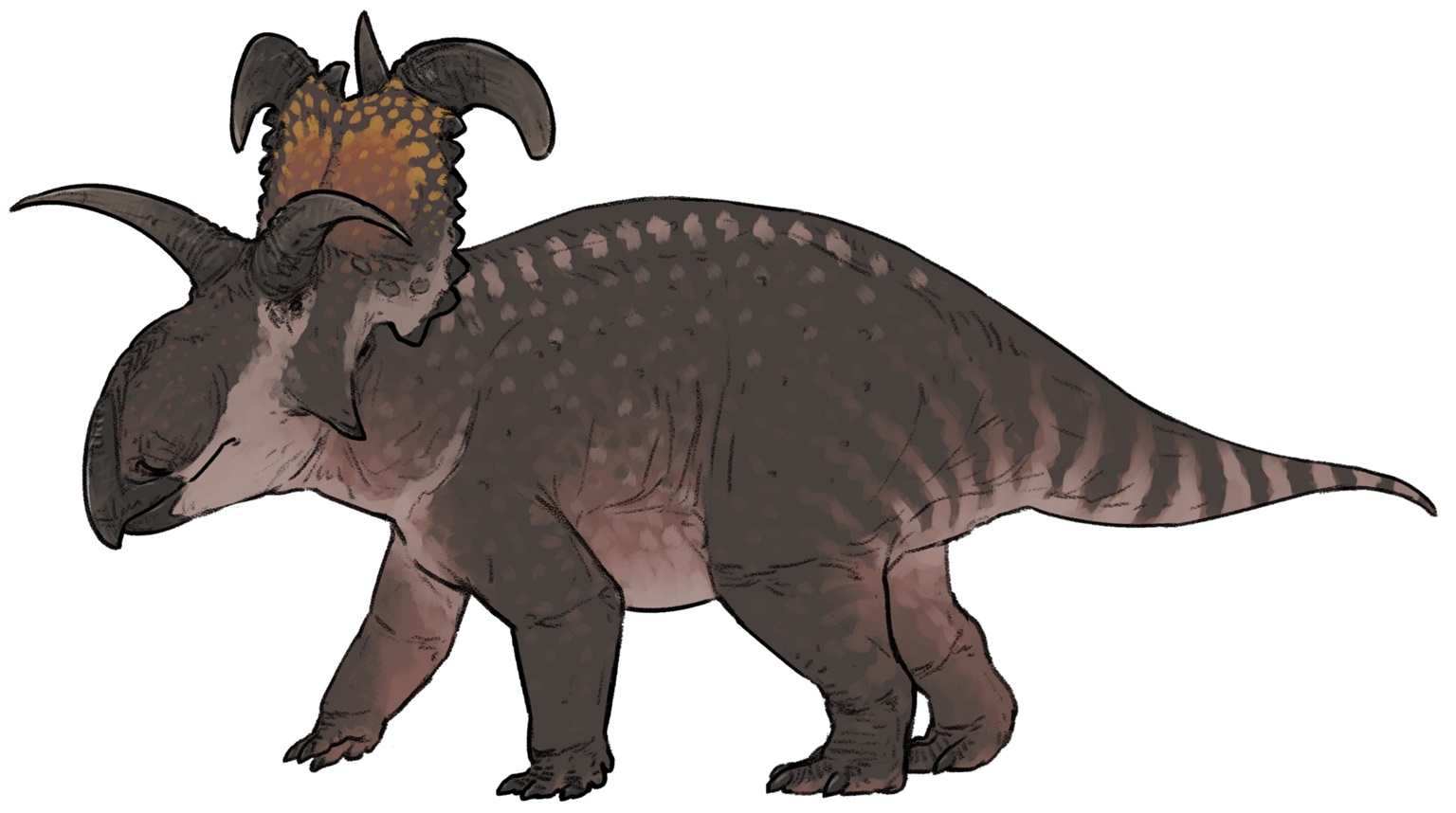 Jedním ze dvou vloni popsaných rohatých dinosaurů je Lokiceratops rangiformis, centrosaurinní ceratopsid, žijící v době před 78 miliony let na území současné severní Montany. S lebkou dlouhou téměř dva metry a odhadovanou hmotností kolem pěti tun byl