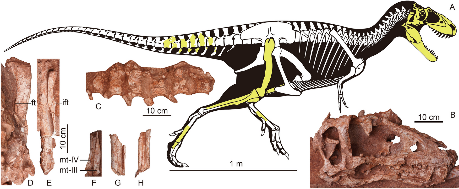 Znázornění přibližného tvaru těla a dochovaných částí kostry malého tyranosauridního teropoda druhu Asiatyrannus xui. Tento hbitý predátor pravděpodobně lovil především menší až středně velké obratlovce, od žab a hadů až po mláďata sauropodních a pta