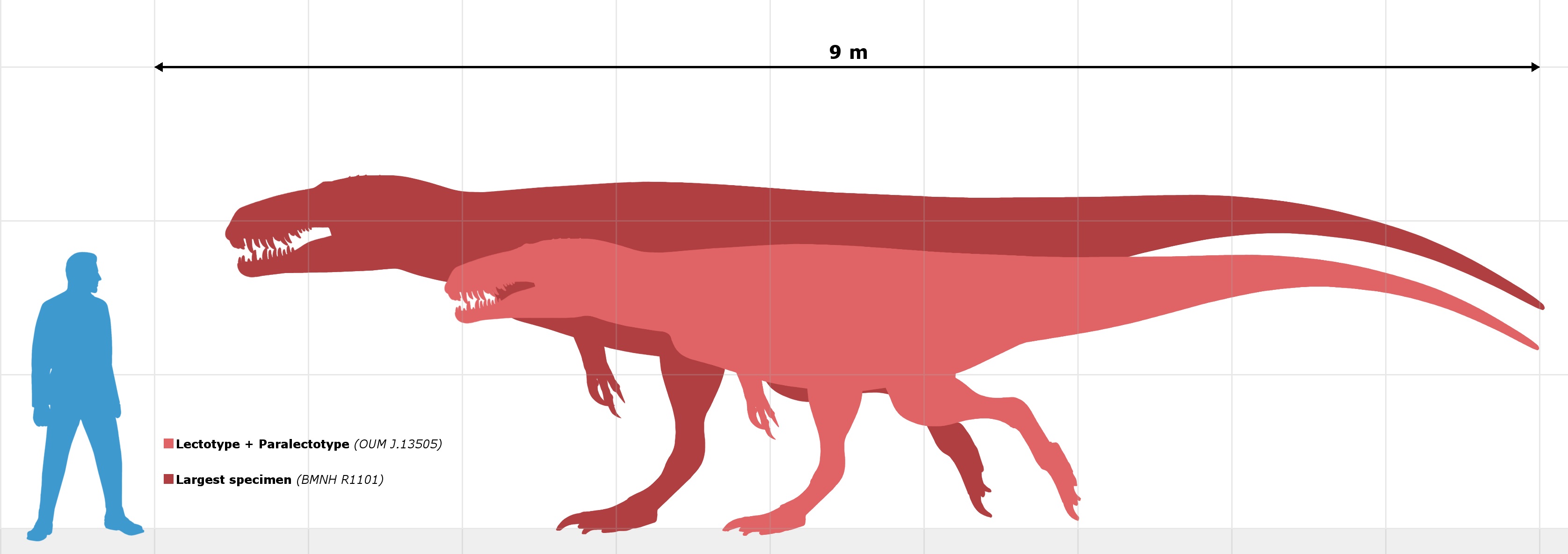 Prvním dinosauřím velikostním rekordmanem byl logicky první historicky popsaný dinosaurus, tedy teropod Megalosaurus bucklandii ze střední jury Velké Británie. Při hmotnosti kolem 1 tuny mohl dosahovat délky přibližně 7 metrů (výjimečně i více). Kred