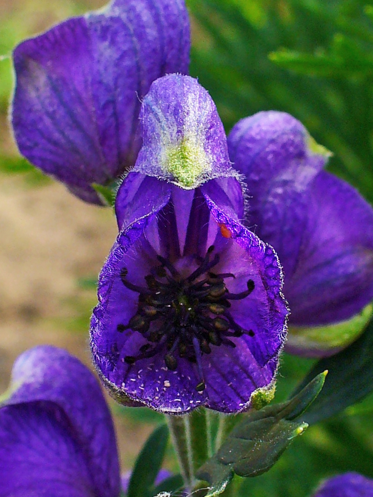 Květy Aconitum napellus jsou uspořádány do květenství zvané hrozen. Okvětních lístků je 5. Horní tvoří přilbu. Uvnitř květu jsou dva kornoutovité lístky s nektárii.  Tyčinek je mnoho, semeníky bývají dva až tři, plodem je měchýřek. Kredit: H. Zell, W