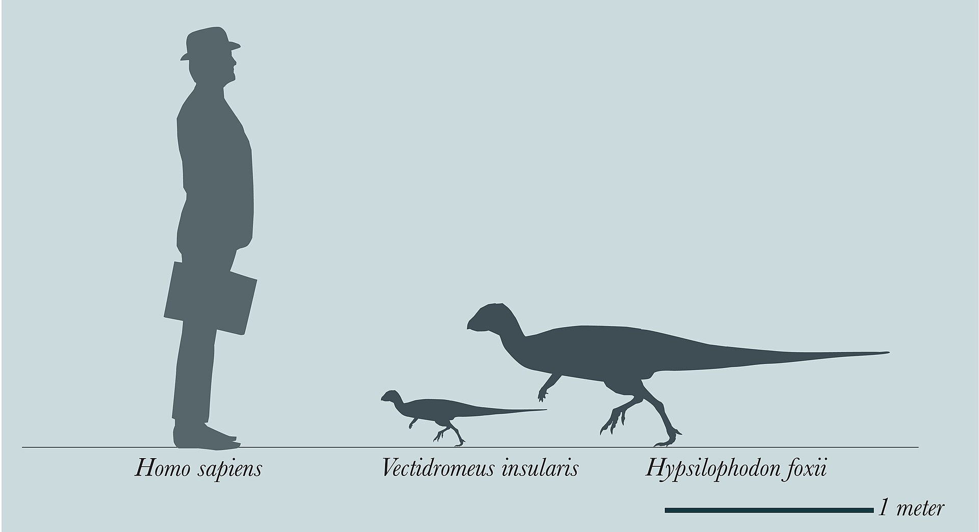 Jedním z nejmenších vloni popsaných dinosaurů byl hypsilofodontidní ornitopod druhu Vectidromeus insularis. Fosilie tohoto zhruba 70 cm dlouhého ptakopánvého dinosaura byly objeveny v sedimentech geologického souvrství Wessex na území ostrova Wight a