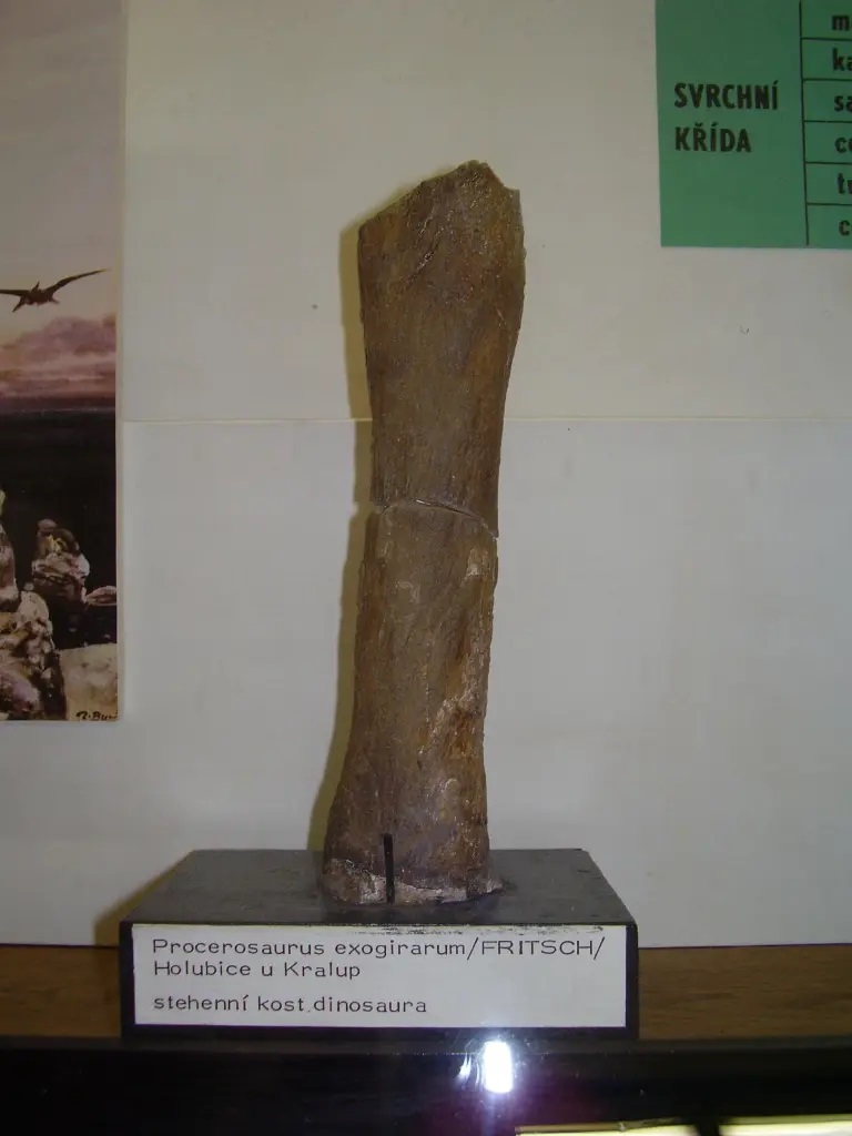 Fosilní fragment taxonu Procerosaurus (Ponerosteus) exogyrarum, objevený v roce 1878 nedaleko Holubic u Kralup nad Vltavou. Může se jednat o první objevenou fosilii druhohorního neptačího dinosaura, známou z našeho současného území. Snímek pořízen au
