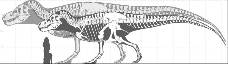 Grafická představa ohromujících rozměrů hypotetického velikostního „rekordmana“ v rámci druhu Tyrannosaurus rex. S délkou 15 metrů a hmotností 15 000 kilogramů by byl patrně největším suchozemským dravcem všech dob. Kredit: J. C. Mallon a D. W. E. Ho