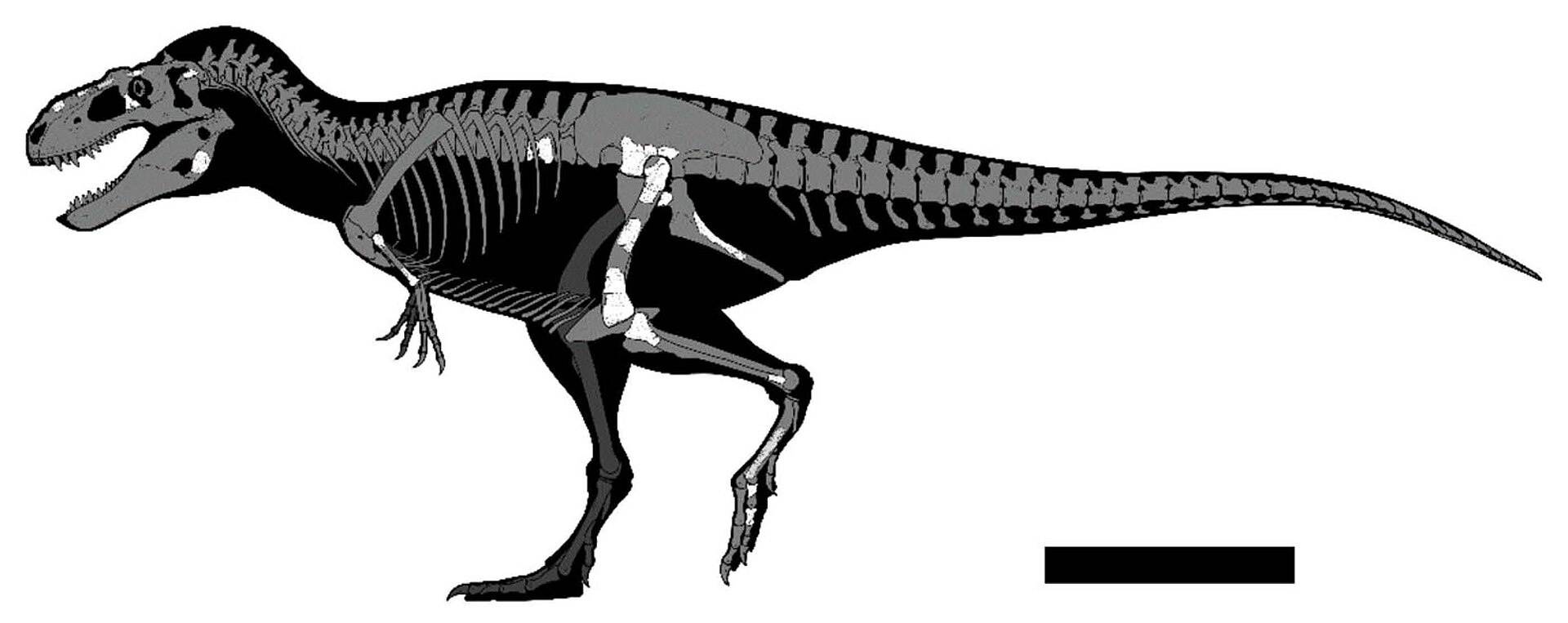 Rekonstrukce kostry a zobrazení dochovaných částí skeletu u typového exempláře druhu Labocania aguillonae (CPC 2974). Délka tohoto menšího nedospělého jedince činila podle odhadu autorů popisné práce asi 6,3 metru. Druhý exemplář, známý podle fosilní