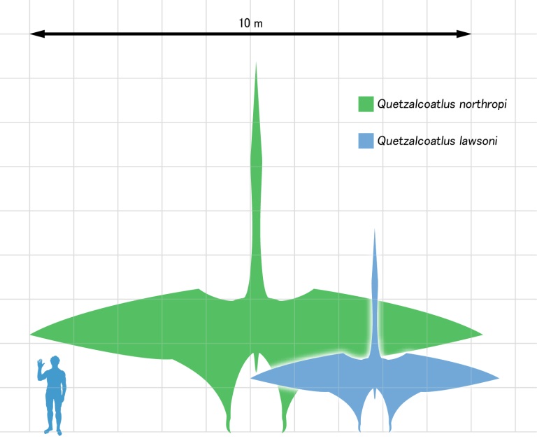 Obří pterosauři z čeledi Azhdarchidae, jako je rod Quetzalcoatlus, měli rozpětí křídel odpovídající malému turistickému letadlu. Podle některých výzkumů mohli tito vzdušní obři uletět „na jeden zátah“ i mnoho tisíc kilometrů. Kredit: Matt Martyniuk, 