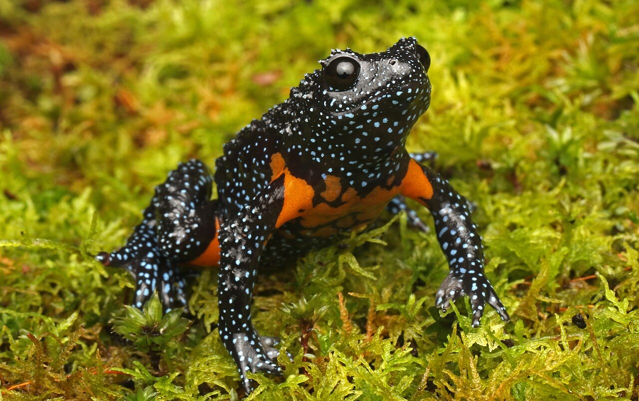 Kéralka indická (Melanobatrachus indicus) je zástupcem čeledi parosničkovitých (Hylidae), tedy jedné z hlavních skupin, které se začaly takřka explozivně rozvíjet a diverzifikovat krátce po hromadném vymírání na konci křídy. Kredit: Davidvraju; Wikip