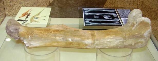 Levý femur burianosaura na výstavě v prostorách Nákupního centra Chodov v Praze (březen 2007). Kost dlouhá zhruba 40 centimetrů patřila menšímu ornitopodnímu dinosaurovi, který obýval naše území v době před zhruba 95 miliony let. Kredit: V. Socha (vl