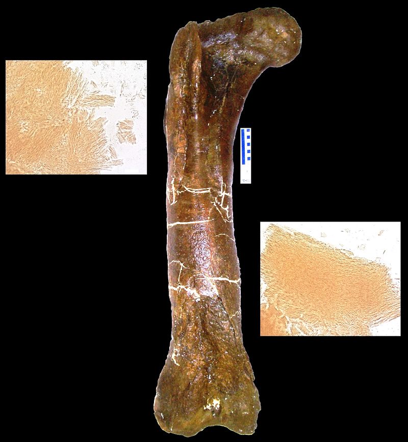 StehennĂ­ kost tyranosauĹ™ice â€žB-rexâ€ś (MOR 1125), ze kterĂ© Mary H. SchweitzerovĂˇ zĂ­skala vzorky mÄ›kkĂ˝ch tkĂˇnĂ­ a biomolekul. Podle neovÄ›Ĺ™enĂ˝ch zprĂˇv se moĹľnĂˇ ve zkamenÄ›linÄ› dosud ukrĂ˝vajĂ­ fragmenty pĹŻvodnĂ­ DNA dinosaura. Kredit: