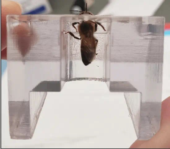 Včela uchycená v držáku vytvořeném na 3D tiskárně. Kredit: Saha lab, Michigan State University