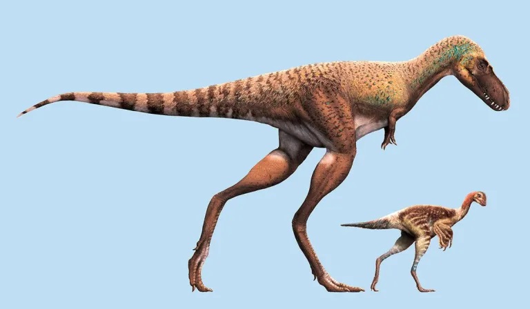 Porovnání velikosti mláděte druhu Gorgosaurus libratus a jeho kořisti, tedy mláděte oviraptorosaura druhu Citipes elegans. Zatímco 5 až 7 let starý dravec vážil zhruba tolik, co čtyři dospělí muži, sotva jednoroční kořist představovala zvíře o hmotno