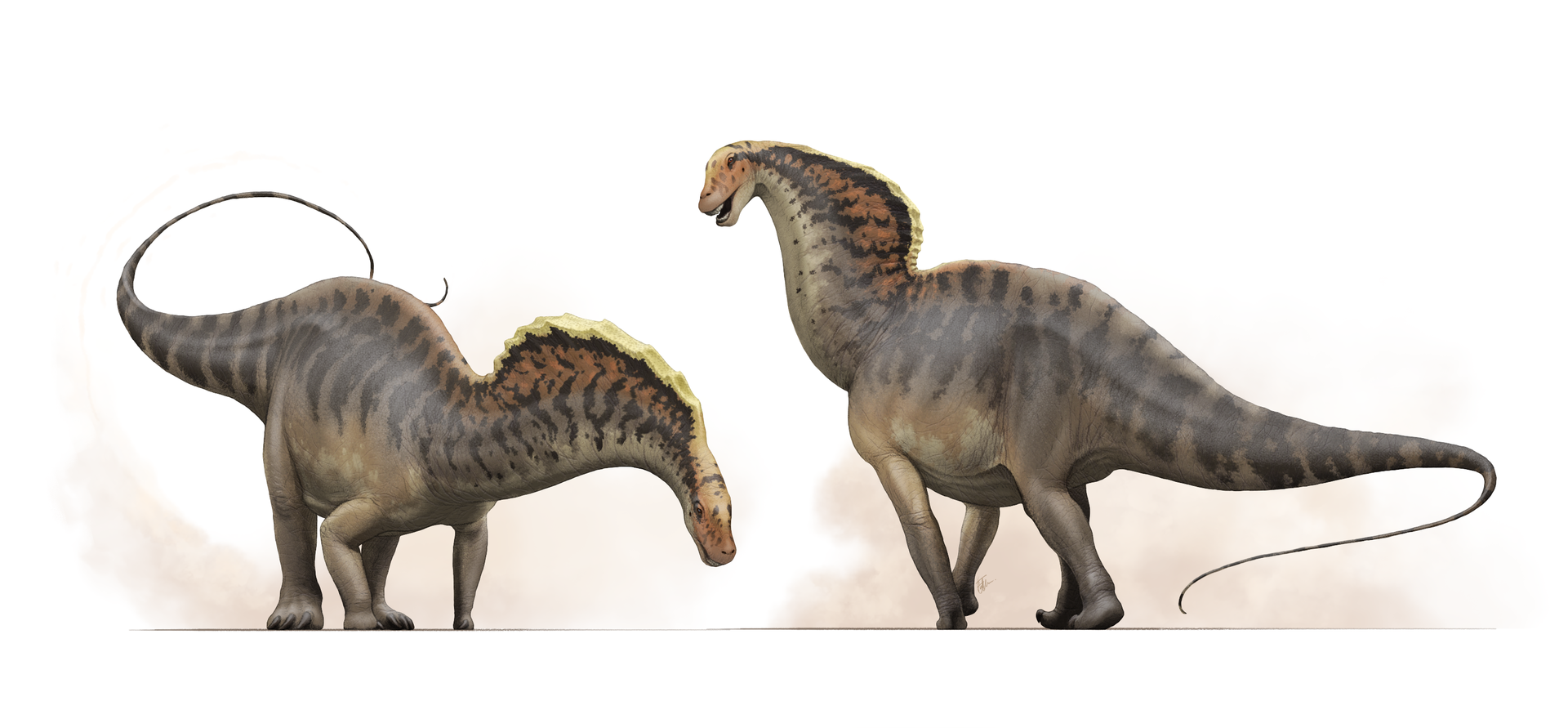 Mezi dinosaury, jejichž rodové jméno začíná na písmeno „A“, patří také argentinský dikreosauridní sauropod Amargasaurus cazaui, žijící v období rané křídy (asi před 129 až 122 miliony let) a formálně popsaný v roce 1991. Kredit: Fred Wierum; Wikipedi