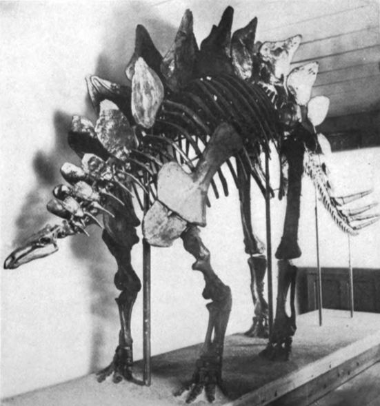 První smontovaná kostra pozdně jurského tyreofora druhu Stegosaurus stenops (Peabody Museum of Natural History, 1910). V té době se ještě vědci domnívali, že velcí stegosauři i ankylosauři museli být velmi pomalí a neohrabaní. Dnes je však u dospělýc