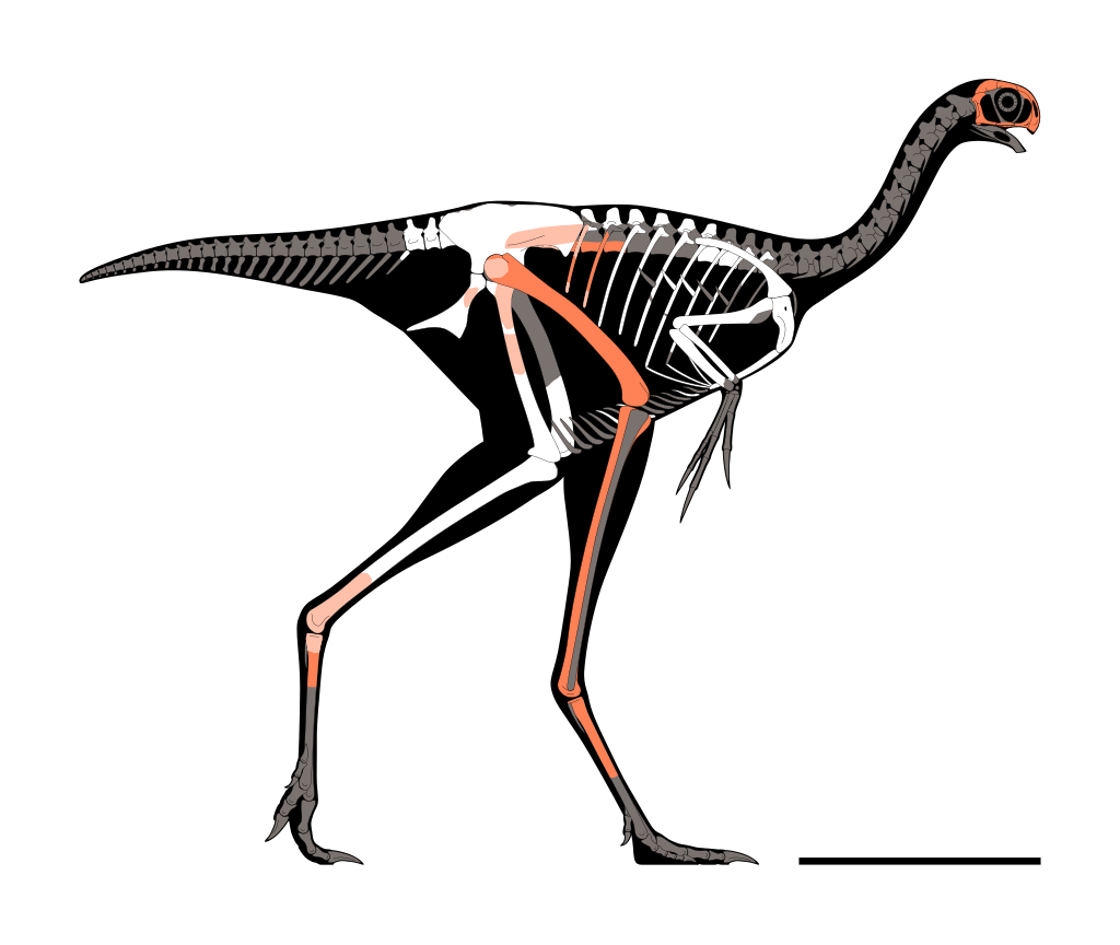 Yuanyanglong bainian je posledním vloni popsaným dinosaurem podle abecedního řazení. Fosilie tohoto velmi malého oviraptorosaurního teropoda byly objeveny v sedimentech geologického souvrství Miao-kou (Miaogou) na území Autonomní oblasti Vnitřní Mong