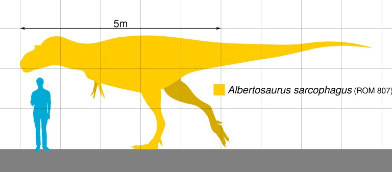 Albertosauři byli velcí tyranosauridní teropodi, ačkoliv byli podstatně menší a štíhleji stavění než tyranosauři. Největší známí jedinci dosahovali délky kolem 9 metrů a jejich hmotnost se mohla blížit 3 tunám. Kredit: Slate Weasel; Wikipedia (CC0).