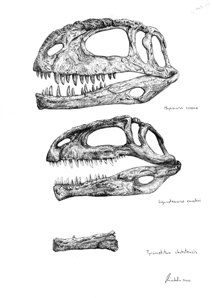 Výtvarná rekonstrukce lebek a lebečních fragmentů tří obřích argentinských karcharodontosauridů, v pořadí odshora jsou to rody Mapusaurus, Giganotosaurus a Tyrannotitan. Nejdelší dosud objevené lebky těchto teropodů měří na délku až kolem 1,7 metru. 