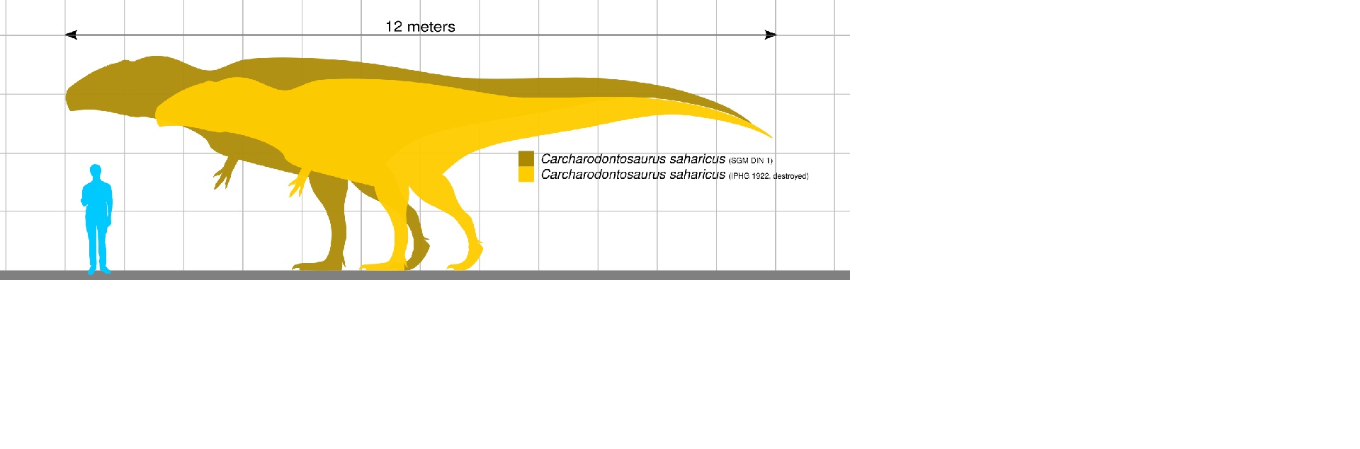 Karcharodontosauři patřili mezi největší známé teropody, délka největších exemplářů přesahovala 12 metrů a jejich hmotnost se mohla pohybovat až kolem 7 tun. Kredit: KoprX; Wikipedia (CC0)