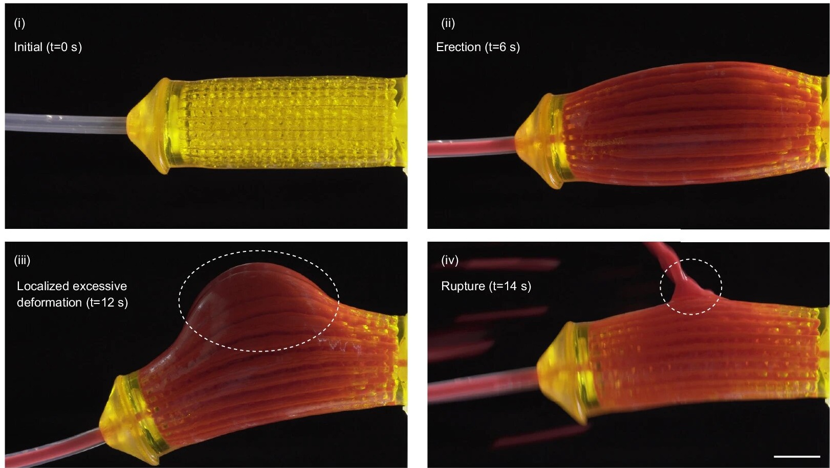 3D implantát topořivé tkáně. Kredit: Wang et al. (2025), Nature Biomedical Engineering.