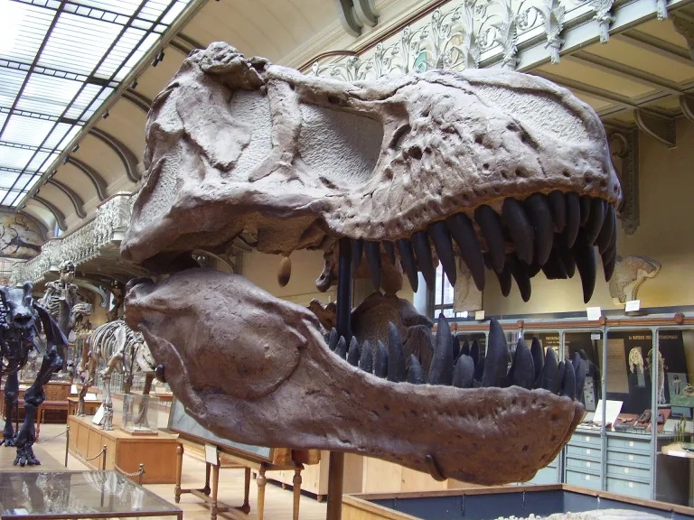 Replika lebky druhu Tyrannosaurus rex v pařížském Národním přírodovědném muzeu. Již při letmém pohledu je zřejmé, že čelisti i zuby byly anatomicky uzpůsobeny pro zvládání enormně silného stisku. Konkrétní síla v nejzazších případech patrně přesahova