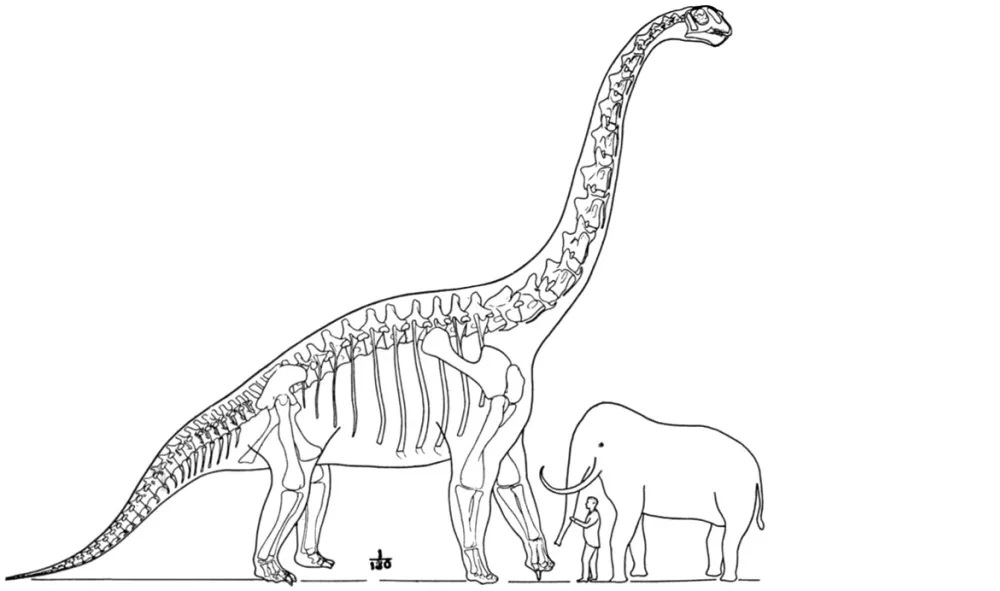 Od druhé poloviny 19. století už všechny velikostní rekordy natrvalo získali sauropodní dinosauři. Na začátku 20. století se dostal do čela brachiosaurid Brachiosaurus altithorax, kterému byla kladena hmotnost v rozmezí 78 až 100 tun. Ve skutečnosti 