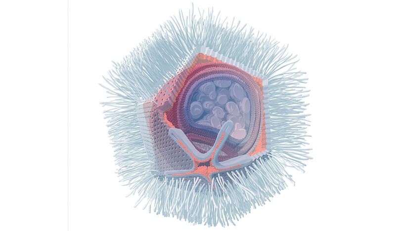 Naegleriavirus. Kredit: Stefan Pommer / photopic.at, CC BY-NC-SA 4.0.