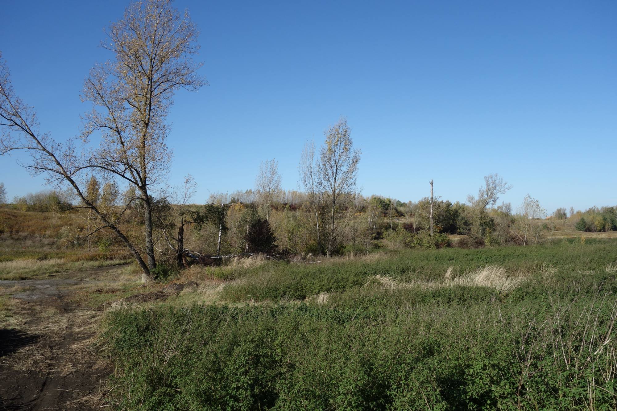 Vegetace na Haldě Hrabůvka. Foto: A. Uhlíř, říjen 2023.