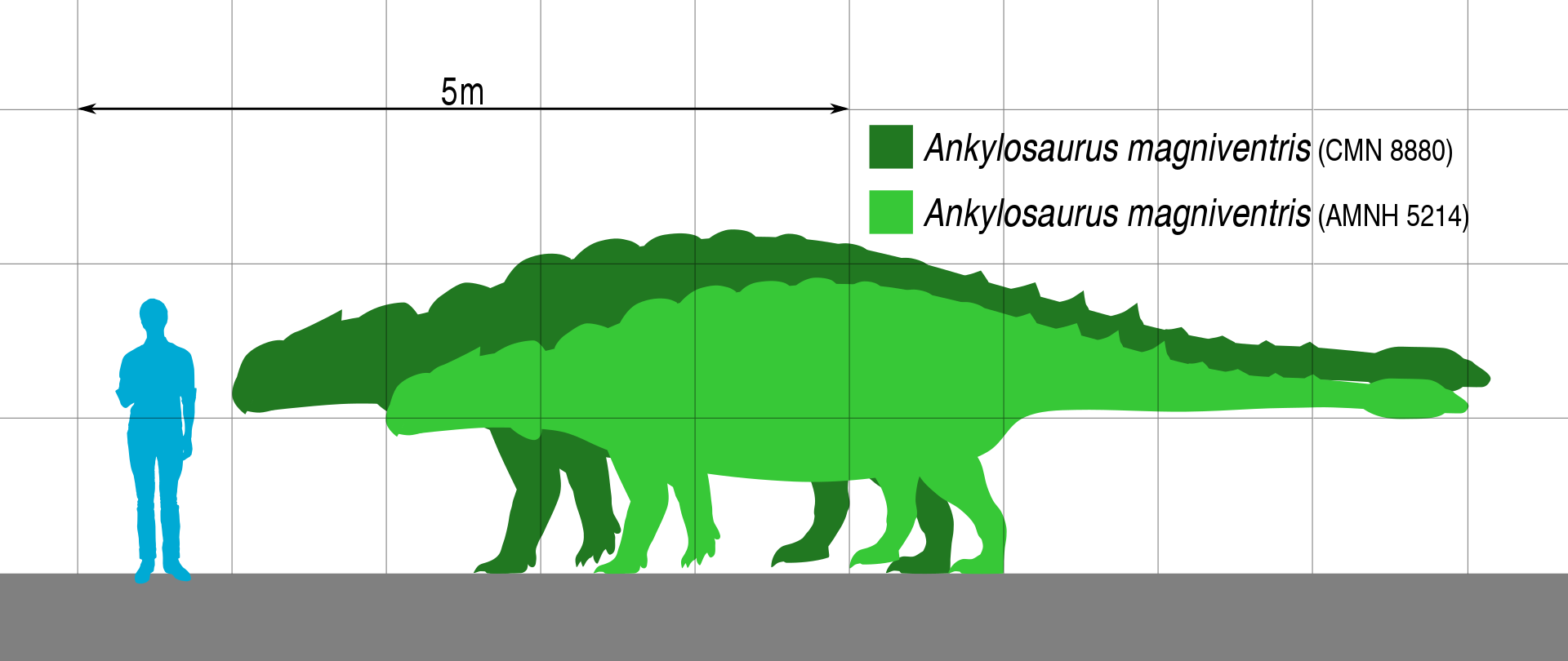 Zatím největším známým zástupcem ankylosaurů je Ankylosaurus magniventris, žijící na konci křídové periody na území Laramidie. Největší známý exemplář tohoto druhu mohl dosahovat délky 8 až 10 metrů a hmotnosti kolem 8 tun, přesto by byl jen trpaslík