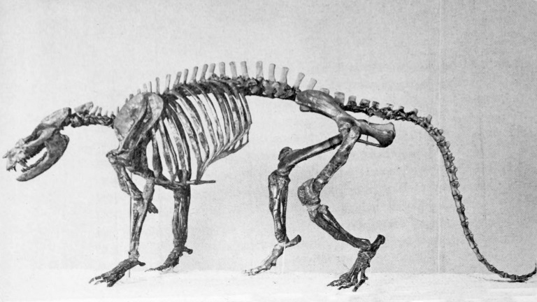 Rekonstruovaná kostra druhu Ectoconus ditrigonus, býložravého savce z čeledi Periptychidae. S lebkou dlouhou kolem 16 cm se jedná o jednoho z největších (a také nejkompletněji dochovaných) severoamerických savců z období raného paleocénu. Kredit: Wik