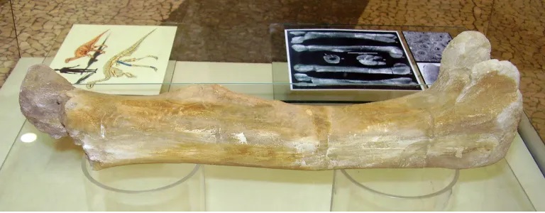 Stehenní kost ptakopánvého dinosaura druhu Burianosaurus augustai. Fosilie byla objevena na jaře roku 2003 a o více než čtrnáct let let později, v září roku 2017, obdržela své vědecké jméno. Snímek autora textu, pořízený na výstavě replik koster arge