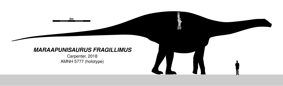 Největším známým dinosaurem mohl být záhadný diplodokoidní sauropod druhu Maraapunisaurus fragillimus, jehož obří obratel o celkové výšce kolem 2,5 metru byl popsán roku 1878, později se ale nejspíš rozpadl. Pokud nejsou udávané rozměry této fosilie 