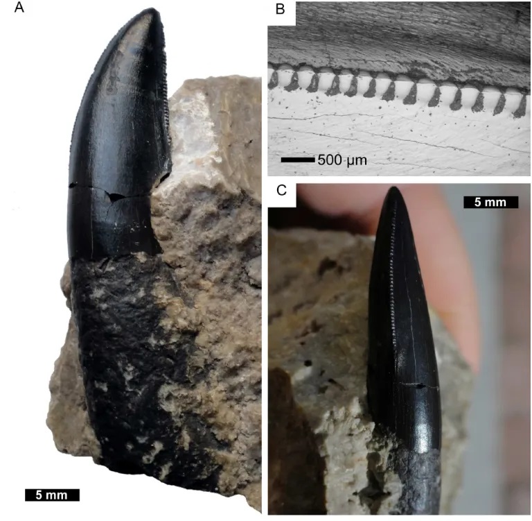 Detailní pohled na dochovaný fosilní zub „moravské tetanury“ – vývojově vyspělejšího teropodního dinosaura, žijícího v období počínající pozdní jury (asi před 160 miliony let) na území dnešní jižní Moravy. Kredit: Daniel Madzia; 2014 (použito se svol