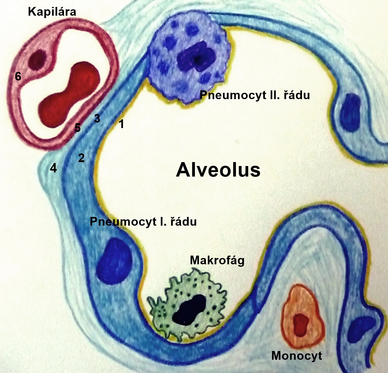 Kyslík prechádza do krvi z pľúcneho mechúrika - alveolu (1) cez jemnú alveolokapilárnu membránu (2-5), ktorú tvorí výstelka alveolu, priliehajúca na stenu krvnej vlásočnice - kapiláry (6). Kredit: Wikiskripta.