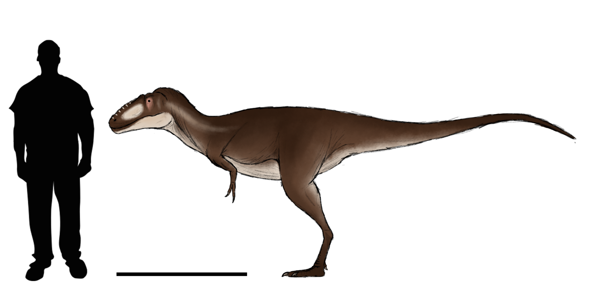 Asiatyrannus byl dlouhý zhruba jako osobní automobil a vážil přibližně tolik, co dvě dospělé osoby. Přesto byl na poměry tyranosauridních teropodů až překvapivě malý. Například sám Tyrannosaurus rex byl víc než čtyřikrát delší a vážil až padesátkrát 