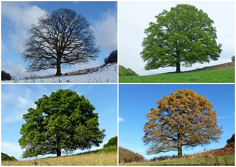 Roční období mají vliv na morálku. Kredit: J.hagelüken, Wikimedia Commons, CC BY-SA 4.0.