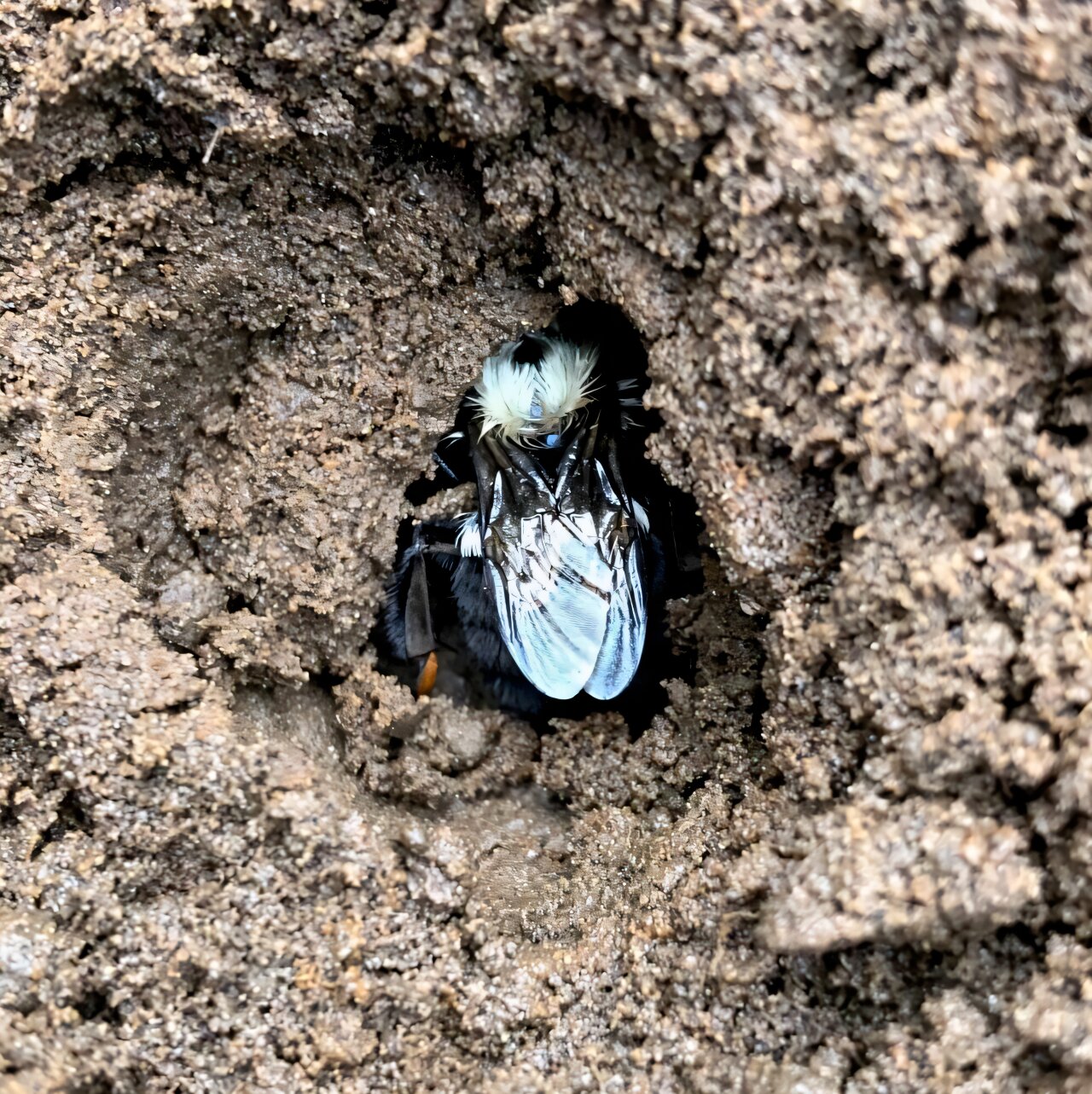 Matky čmeláka východního (Bombus impatiens)preferují kontaminovanou půdu před zdravě čistou. Kredit: Sabrina Rondeau, University of Guelph.