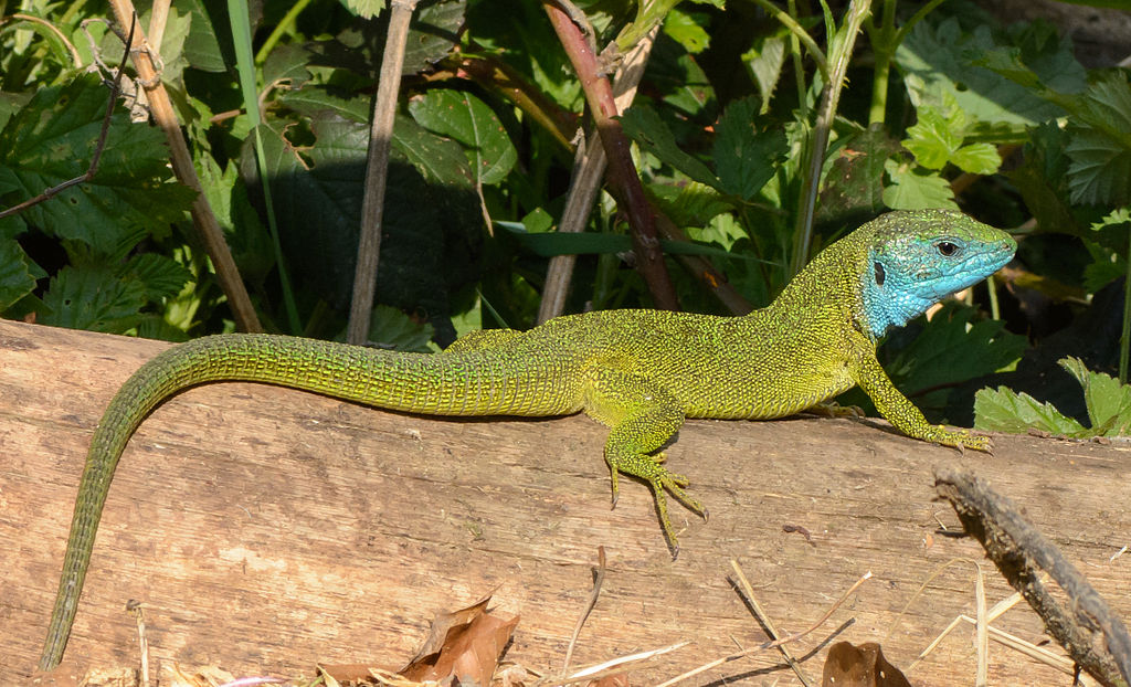 Samec ještěrky zelené (Lacerta viridis), tenhle je ale Rakušák, protože místní se nenechal fotografovat. Kredit: Uoaei1, Wikimedia Commons. Licence CC 4.0.