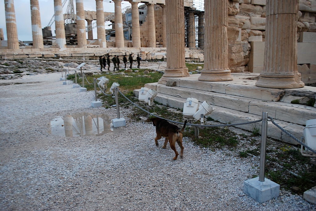 Menší psisko se roku 2014 špacíruje u Erechtheionu, nejspíš míří k Parthenonu, navíc právě střeženému. Kredit: Jean Housen, Wikimedia Commons. Licence CC 3.0.