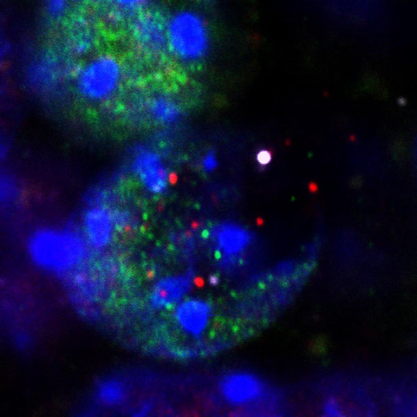 Neuron během tvorby vzpomínky. DNA bíle, histony fialově, transkripční faktory červeně a zeleně. Kredit: Radulovic Lab.