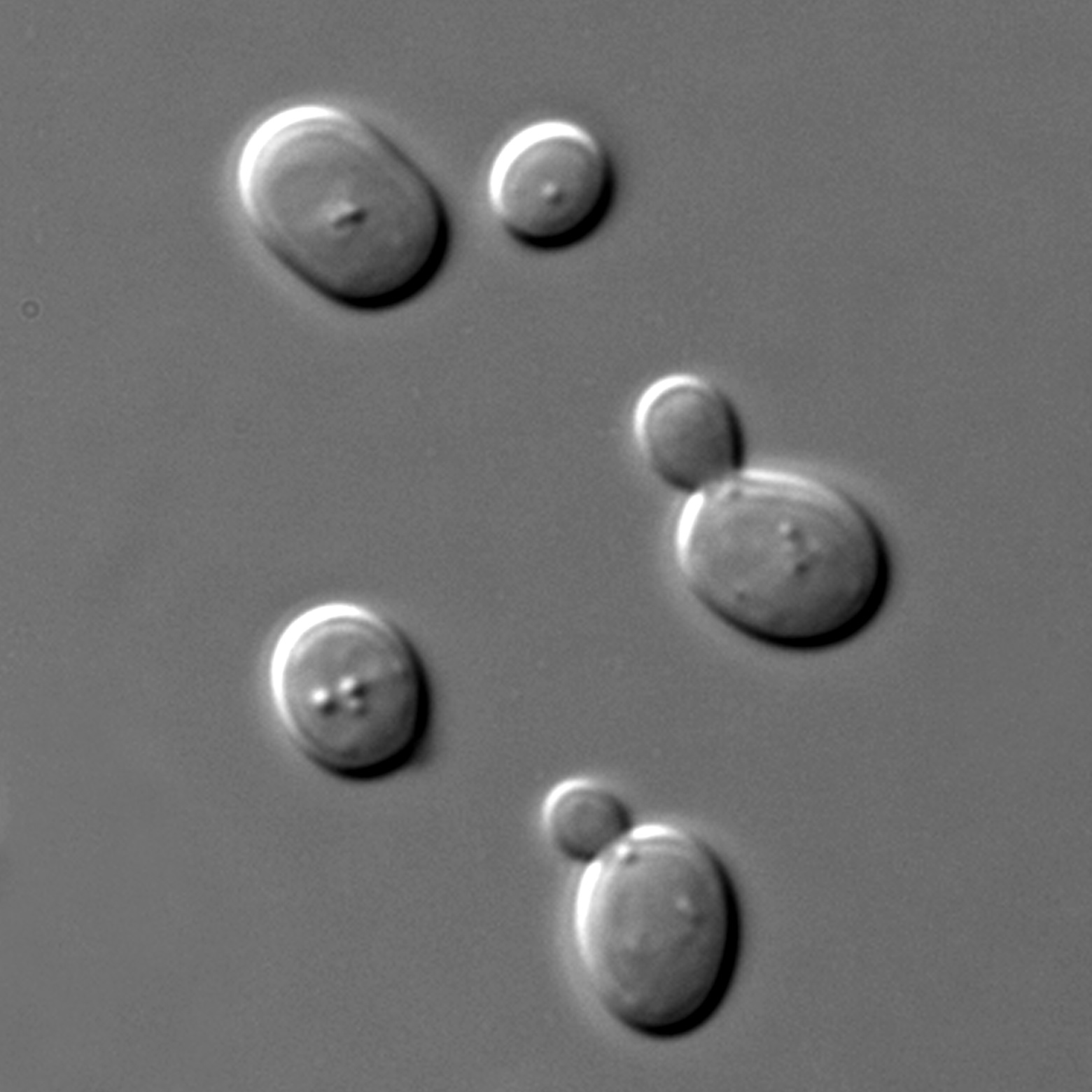 V kyselém prostředí je SO2 velmi účinný. Je-li přidán do vína, v němž se dobře rozpouští, bere na sebe dvě podoby, volnou a vázanou. Volný SO2 (respektive jeho molekulární forma) je až 500× účinnější při zabíjení nežádoucích mikroorganismů než jakáko