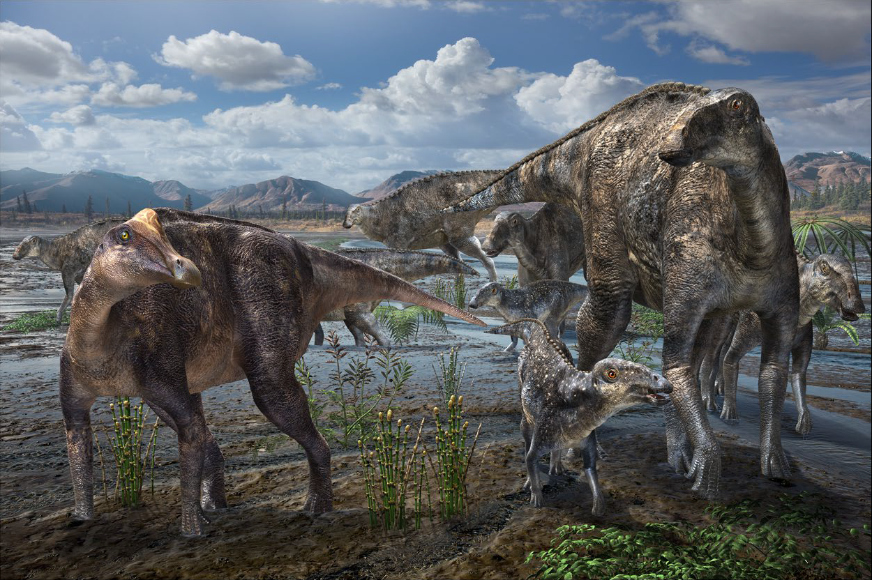 Stáda kachnozobých dinosaurů (zejména rodu Edmontosaurus), patřila k nejúspěšnějším a nejrozšířenějším populacím dinosaurů posledních milionů let druhohorní křídy. Jak se ukázalo díky výzkumům v posledních letech, edmontosauři i někteří další hadrosa