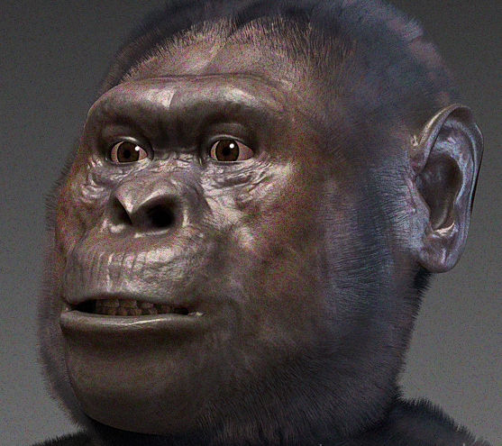 Australopithecus afarensis. Tak nějak se Lucy mohla vidět v kalužích vody. Rekonstrukce a kredit: Cicero Moraes, CC BY-SA 4.0