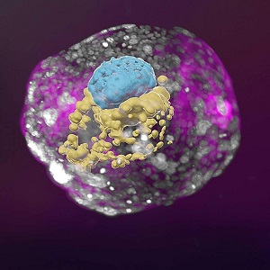 Model lidského embrya vypěstovaný v laboratoři. Na obrázku je patrné, že rostoucí shluk buněk má co do stupně organizace vše, co vyvíjející se embryo ve věku čtrnácti dnů, má mít: Žloutkový váček (žlutě). Lokalitu z níž by se vyvíjelo samotné embryo 