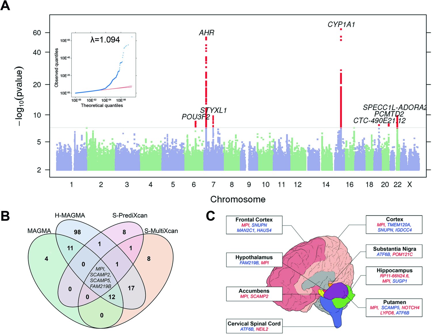 GWAS a sekundární analýzy příjmu kávy z kohorty 23andMe. Kredit: Neuropsychopharmacology (2024). DOI: 10.1038/s41386-024-01870-x