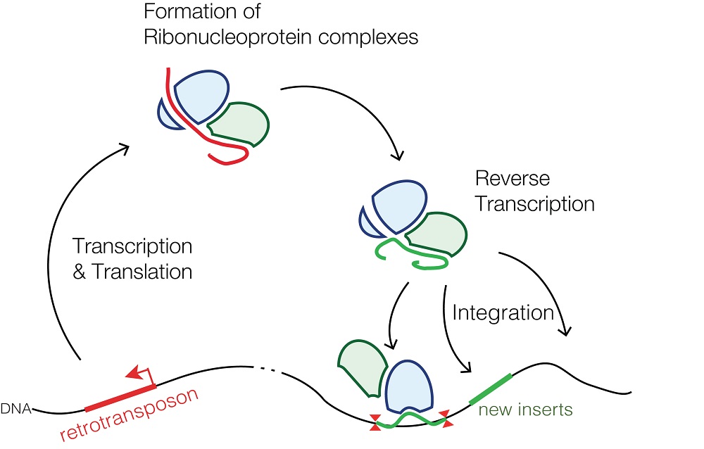 Životní cyklus retrotranspozonů. Kredit: Mariuswalter, Wikipedia, CC BY-SA 4.0