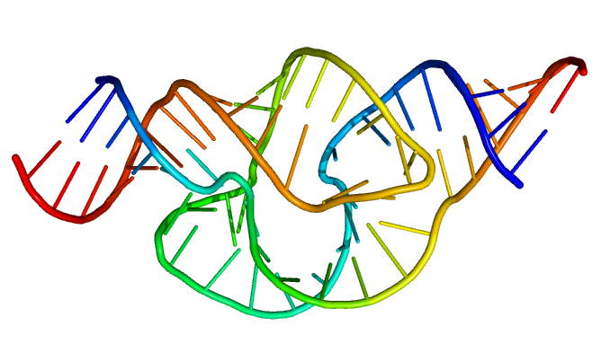 Schema jednoho z přírodních ribozymů. Katalyticky aktivní molekula RNA funguje jako enzym.  Objev těchto molekul rozdmýchal myšlenku RNA světa.  Modře: 5'-konec každého vlákna RNA. Červeně: 3'-konec. Jednotlivé nukleotidy jsou znázorněny jako tyčinky